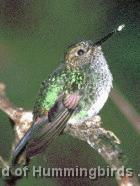 Hummingbird Garden Catalog: Greenish Puffleg
